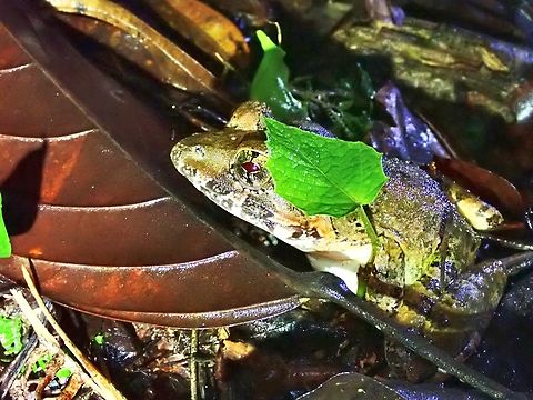 Blyth's River Frog - Limnonectes blythii  Blyth's River Frog,Frog,Limnonectes blythii,Malaysia,Penang,River Frog