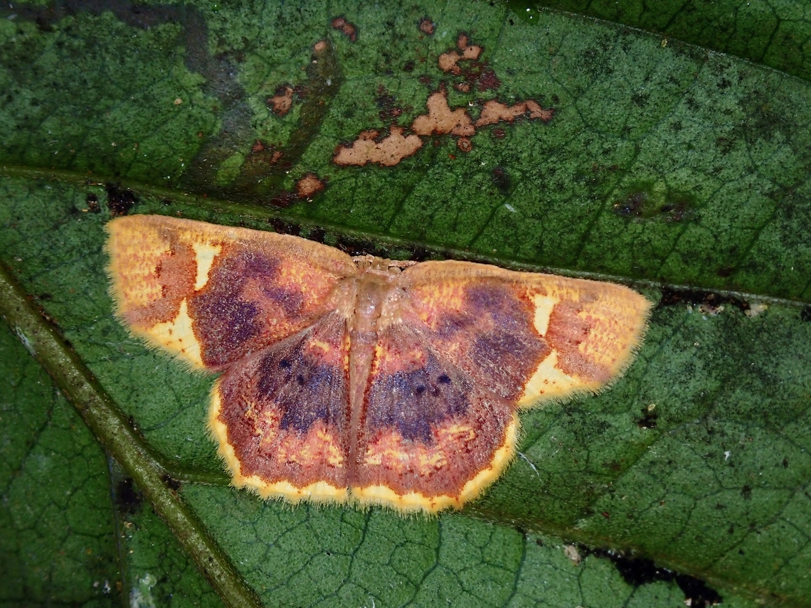 Moth - Chrysocraspeda phlogea  Chrysocraspeda phlogea,Malaysia,Moth,Penang