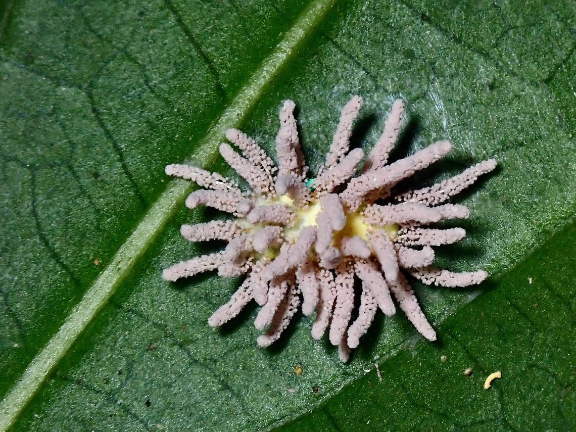 Fungi - Gibellula pulchra  Fungi,Gibellula pulchra,Malaysia,Penang