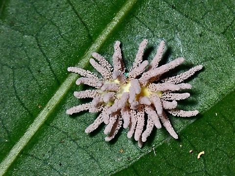 Fungi - Gibellula pulchra Fungi,Gibellula pulchra,Malaysia,Penang