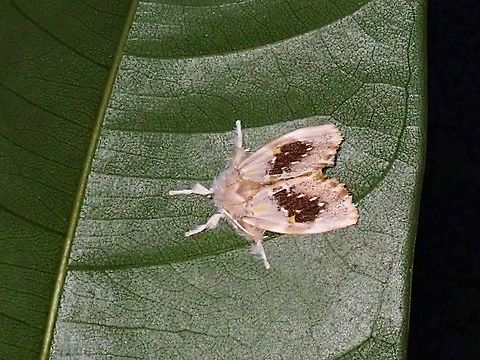 Tussock Moth - Artaxa ormea  Artaxa ormea,Malaysia,Moth,Penang,Tussock Moth