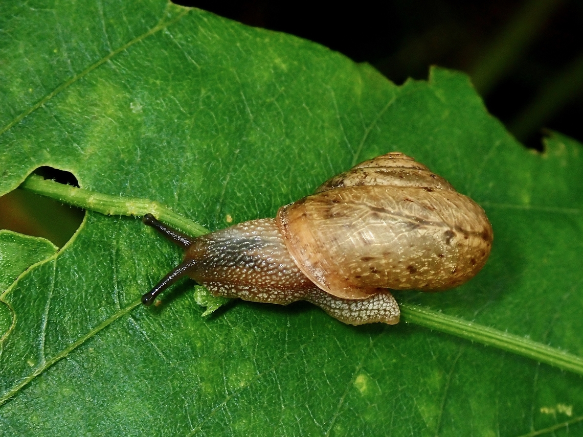 Asian Tramp Snail - Bradybaena similaris  Asian Tramp Snail,Bradybaena similaris,Malaysia,Penang,Snail,Tramp Snail