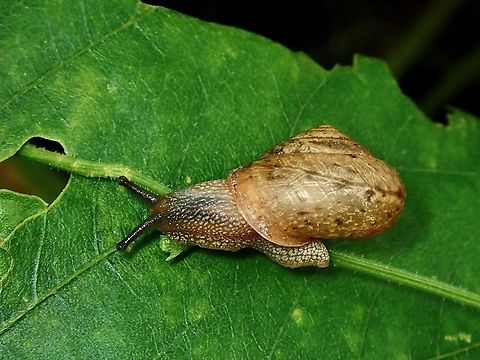 Asian trampsnail