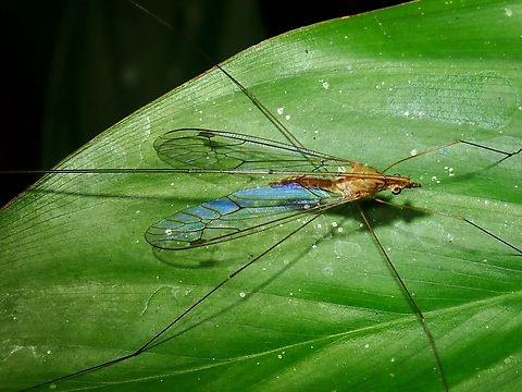 Large Crane Flies - Megistocera filipes fuscana  Crane Flies,Flies,Large Crane Flies,Malaysia,Megistocera filipes,Megistocera filipes fuscana,Penang