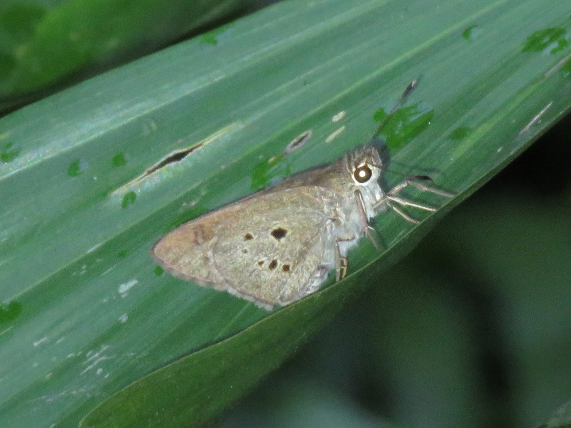 Palm Bob - Suastus gremius                                 Butterfly,Malaysia,Palm Bob,Penang,Suastus gremius