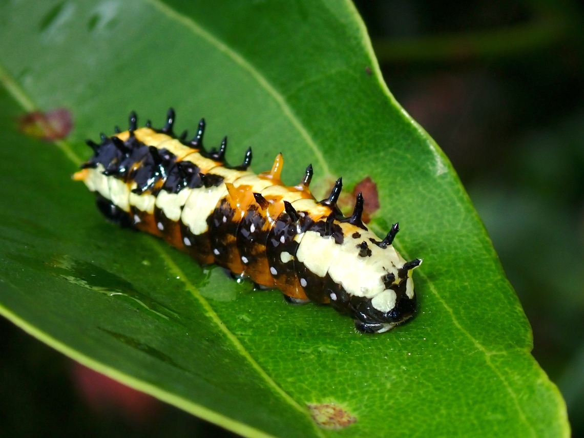 Caterpillar of Common Mime Swallowtail - Papilio clytia  Buttefly,Caterpillar,Common Mime,Common Mime Swallowtail,Malaysia,Papilio clytia,Penang