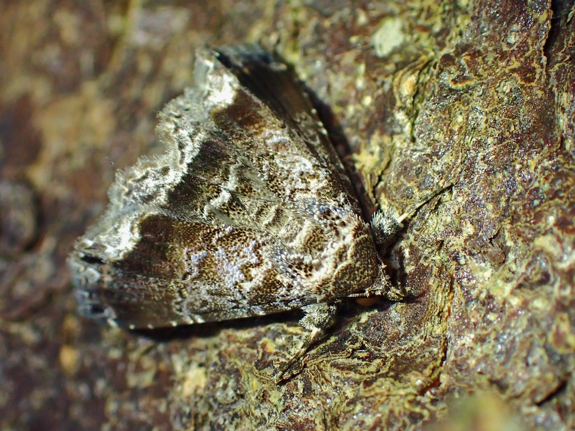 Moth - Poeta quadrinotata  Malaysia,Moth,Penang,Poeta quadrinotata
