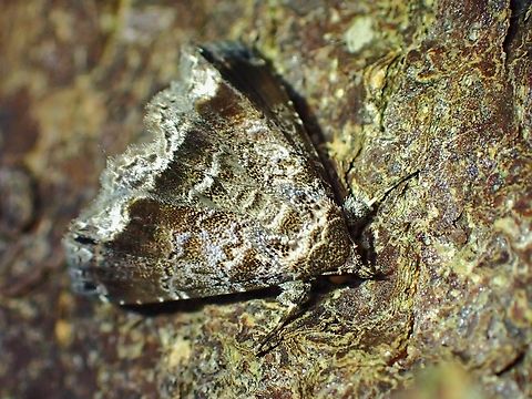 Moth - Poeta quadrinotata  Malaysia,Moth,Penang,Poeta quadrinotata