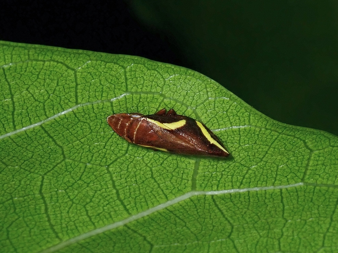 Spittlebug - Liorhina taeniaticollis  Anilao,Batangas,Liorhina taeniaticollis,Philippines,Spittlebug