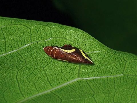 Spittlebug - Liorhina taeniaticollis  Anilao,Batangas,Liorhina taeniaticollis,Philippines,Spittlebug