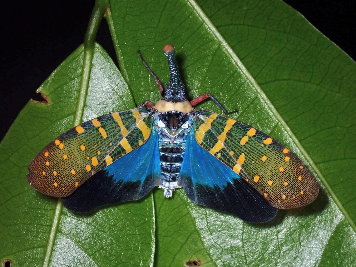 Flashy! Lanternbug - Pyrops maquilinganus with wings opened showing it&#039;s striking wings membrane.<br />
<br />
<figure class="photo"><a href="https://www.jungledragon.com/image/134597/lanternbug_-_pyrops_maquilinganus.html" title="Lanternbug - Pyrops maquilinganus"><img src="https://s3.amazonaws.com/media.jungledragon.com/images/2994/134597_thumb.jpeg?AWSAccessKeyId=05GMT0V3GWVNE7GGM1R2&Expires=1759968010&Signature=1xgrIwiVcmrKjfxeSz552BcxZds%3D" width="200" height="150" alt="Lanternbug - Pyrops maquilinganus This was a very lucky find by my local friend, who were doing night walk for the first time at a Hill behind their house.<br />
Lucky because the first one we found a day before was not on its host tree, and it was among some foliage not typical of a place where you would found them.  Unfortunately, it was on a slope and we couldn&#039;t get a good angle to take the side shots to show the &#039;snout&#039; which is the key feature of Lanterbugs.<br />
<br />
I went back to the trail on my own the following night, couldn&#039;t find it among the same foliage but found 3 of them on the tree trunk down from the slope we found the first one and this tree is the host tree of this beautiful critter.<br />
<br />
Went back again to check on them a week later and true enough on the same very tree, there were still 3 of them :D<br />
<br />
https://www.jungledragon.com/image/134596/flashy.html Anilao,Batangas,Hopper,Lanternbug,Philippines,Planthopper,Pyrops maquilinganus" /></a></figure> Anilao,Batangas,Hopper,Lanternbug,Philippines,Planthopper,Pyrops maquilinganus
