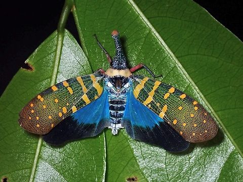 Flashy! Lanternbug - Pyrops maquilinganus with wings opened showing it's striking wings membrane.

https://www.jungledragon.com/image/134597/lanternbug_-_pyrops_maquilinganus.html Anilao,Batangas,Hopper,Lanternbug,Philippines,Planthopper,Pyrops maquilinganus
