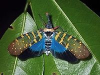 Flashy! Lanternbug - Pyrops maquilinganus with wings opened showing it's striking wings membrane.<br />
<br />
https://www.jungledragon.com/image/134597/lanternbug_-_pyrops_maquilinganus.html Anilao,Batangas,Hopper,Lanternbug,Philippines,Planthopper,Pyrops maquilinganus