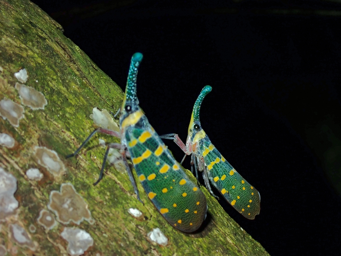 Lanternbug - Pyrops maquilinganus This was a very lucky find by my local friend, who were doing night walk for the first time at a Hill behind their house.<br />
Lucky because the first one we found a day before was not on its host tree, and it was among some foliage not typical of a place where you would found them.  Unfortunately, it was on a slope and we couldn&#039;t get a good angle to take the side shots to show the &#039;snout&#039; which is the key feature of Lanterbugs.<br />
<br />
I went back to the trail on my own the following night, couldn&#039;t find it among the same foliage but found 3 of them on the tree trunk down from the slope we found the first one and this tree is the host tree of this beautiful critter.<br />
<br />
Went back again to check on them a week later and true enough on the same very tree, there were still 3 of them :D<br />
<br />
<figure class="photo"><a href="https://www.jungledragon.com/image/134596/flashy.html" title="Flashy!"><img src="https://s3.amazonaws.com/media.jungledragon.com/images/2994/134596_thumb.jpeg?AWSAccessKeyId=05GMT0V3GWVNE7GGM1R2&Expires=1759968010&Signature=om4vFcmM1DD37WyuDJcMB4pExqc%3D" width="200" height="150" alt="Flashy! Lanternbug - Pyrops maquilinganus with wings opened showing it&#039;s striking wings membrane.<br />
<br />
https://www.jungledragon.com/image/134597/lanternbug_-_pyrops_maquilinganus.html Anilao,Batangas,Hopper,Lanternbug,Philippines,Planthopper,Pyrops maquilinganus" /></a></figure> Anilao,Batangas,Hopper,Lanternbug,Philippines,Planthopper,Pyrops maquilinganus