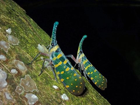 Pyrops maquilinganus
