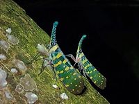 Lanternbug - Pyrops maquilinganus This was a very lucky find by my local friend, who were doing night walk for the first time at a Hill behind their house.<br />
Lucky because the first one we found a day before was not on its host tree, and it was among some foliage not typical of a place where you would found them.  Unfortunately, it was on a slope and we couldn't get a good angle to take the side shots to show the 'snout' which is the key feature of Lanterbugs.<br />
<br />
I went back to the trail on my own the following night, couldn't find it among the same foliage but found 3 of them on the tree trunk down from the slope we found the first one and this tree is the host tree of this beautiful critter.<br />
<br />
Went back again to check on them a week later and true enough on the same very tree, there were still 3 of them :D<br />
<br />
https://www.jungledragon.com/image/134596/flashy.html Anilao,Batangas,Hopper,Lanternbug,Philippines,Planthopper,Pyrops maquilinganus