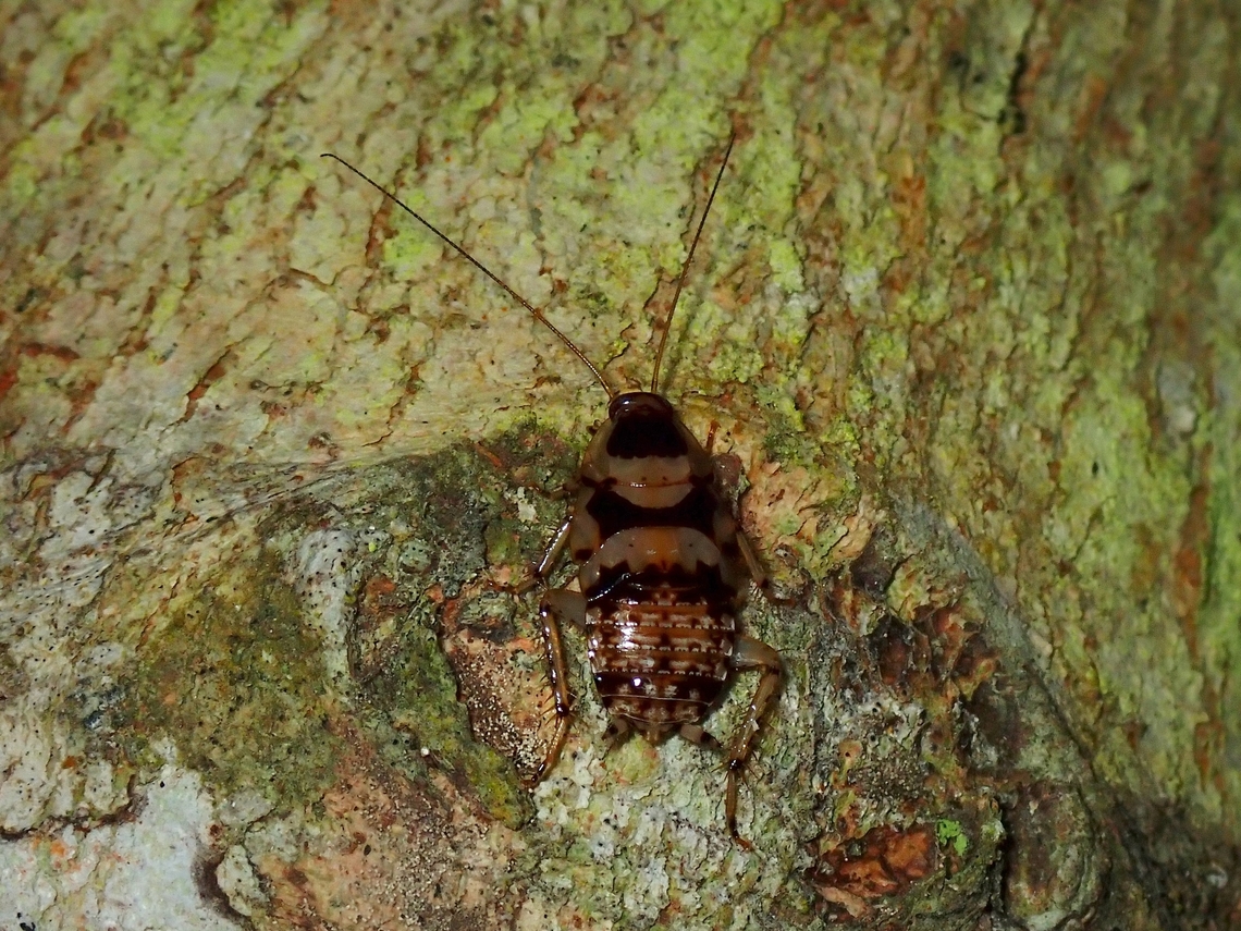 Wood Cockroach - Balta notulata  Anilao,Balta notulata,Batangas,Philippines,Wood Cockroach