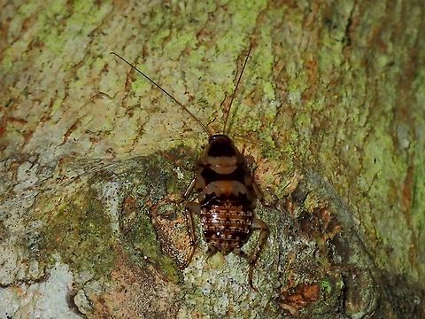 Wood Cockroach - Balta notulata  Anilao,Balta notulata,Batangas,Philippines,Wood Cockroach