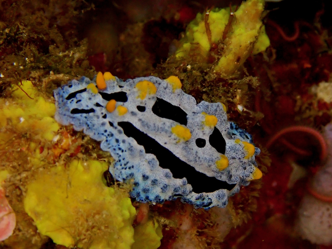 Sky Blue Phyllidia - Phyllidia coelestis  Anilao,Batangas,Nudibranch,Philippines,Phyllidia coelestis,Sky Blue Phyllidia