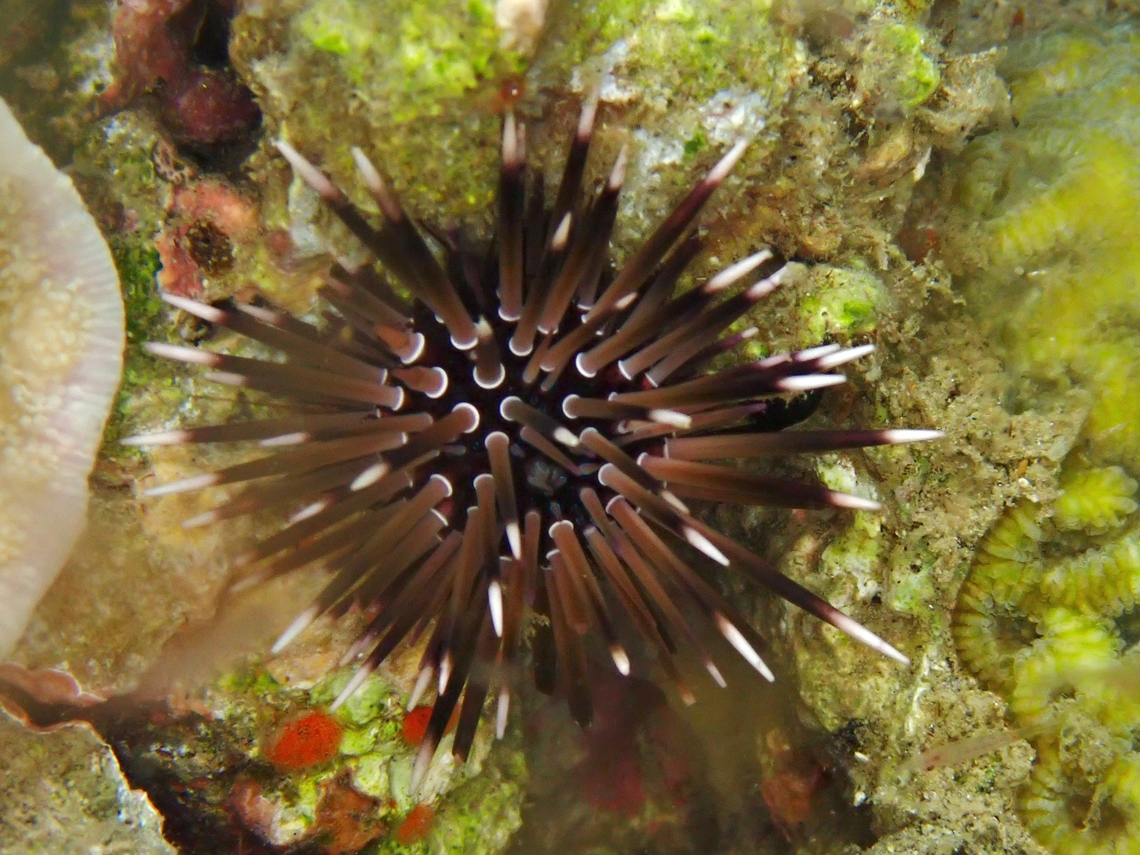 Rock-Boring Urchin - Echinometra mathaei  Anilao,Batangas,Echinometra mathaei,Philippines,Rock-Boring Urchin,Sea Urchin,Urchin