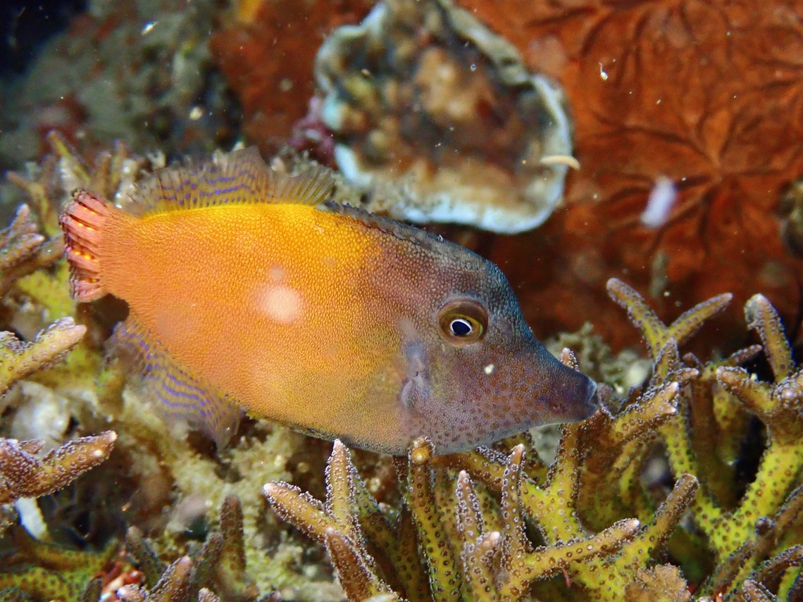 Orangetail Filefish - Pervagor aspricaudus  Anilao,Batangas,Filefish,Fish,Orangetail Filefish,Pervagor aspricaudus,Philippines