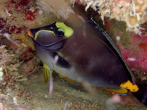 Pacific Orang-Spine Unicornfish - Naso lituratus Anilao,Batangas,Fish,Naso lituratus,Orange-spine Unicornfish,Philippines,Unicornfish