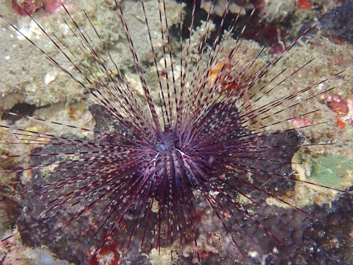 Sea Urchin - Diadema savignyi  Anilao,Batangas,Diadema savignyi,Philippines,Sea Urchin,Urchin