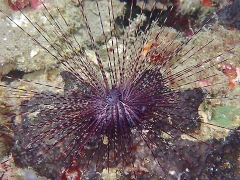 Sea Urchin - Diadema savignyi  Anilao,Batangas,Diadema savignyi,Philippines,Sea Urchin,Urchin