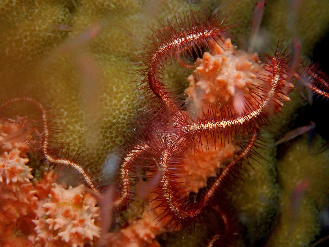 Brittlestar - Ophiothrix foveolata  Anilao,Batangas,Brittlestar,Ophiothrix foveolata,Philippines