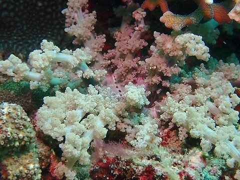 Tree Anemone - Actinodendron arboreum  Actinodendron arboreum,Anemone,Anilao,Batangas,Philippines,Sea Anemone,Tree Anemone