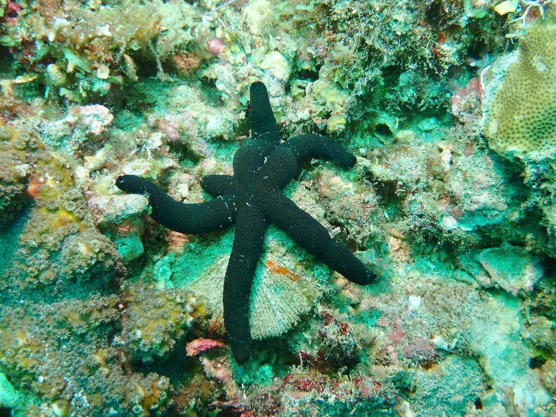 Luzon Sea Star - Echinaster luzonicus  Anilao,Batangas,Echinaster luzonicus,Luzon Sea Star,Philippines,Sea Star,Starfish