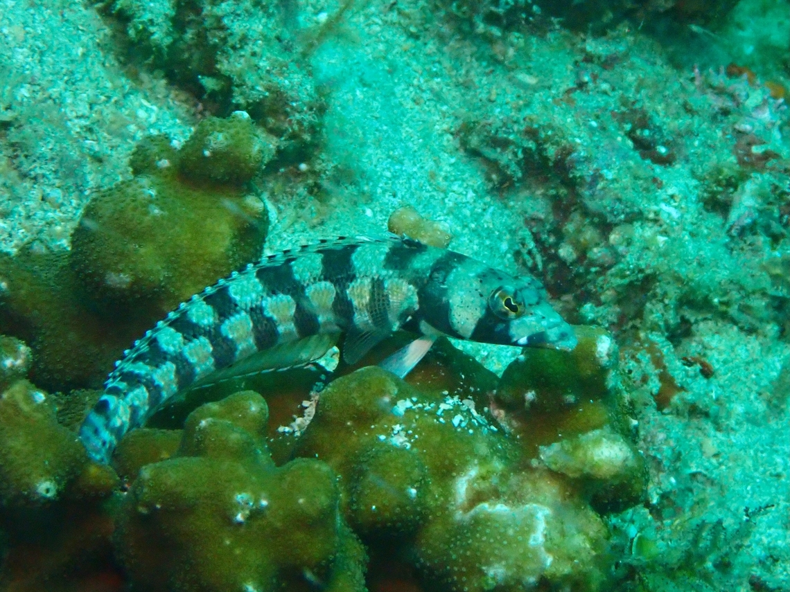 Reticulated Sandperch - Parapercis tetracantha  Anilao,Batangas,Fish,Parapercis tetracantha,Perchfish,Philippines,Reticulated Sandperch