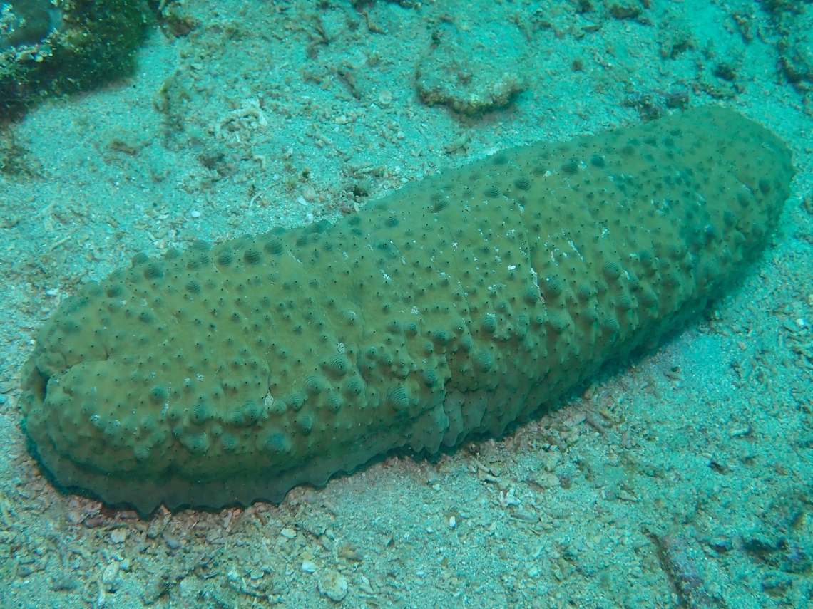 Hermann's Sea Cucumber - Stichopus herrmanni  Anilao,Batangas,Hermann's Sea Cucumber,Philippines,Sea Cucumber,Stichopus herrmanni