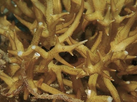 Stony Corals - Seriatopora hystrix  Anilao,Batangas,Birdnest Corals,Corals,Philippines,Seriatopora hystrix,Stony Corals