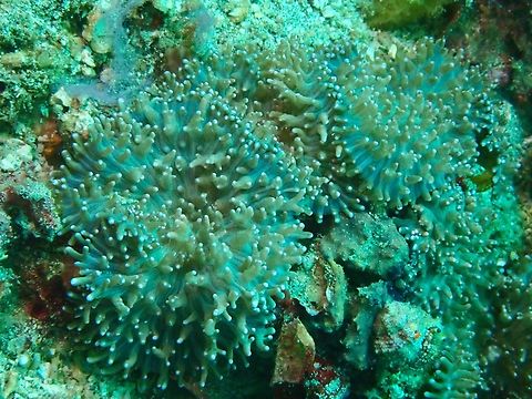Corallimorph - Rhodactis rhodostoma  Anilao,Batangas,Corallimorph,Corals,Mushroom Coral,Philippines,Rhodactis rhodostoma