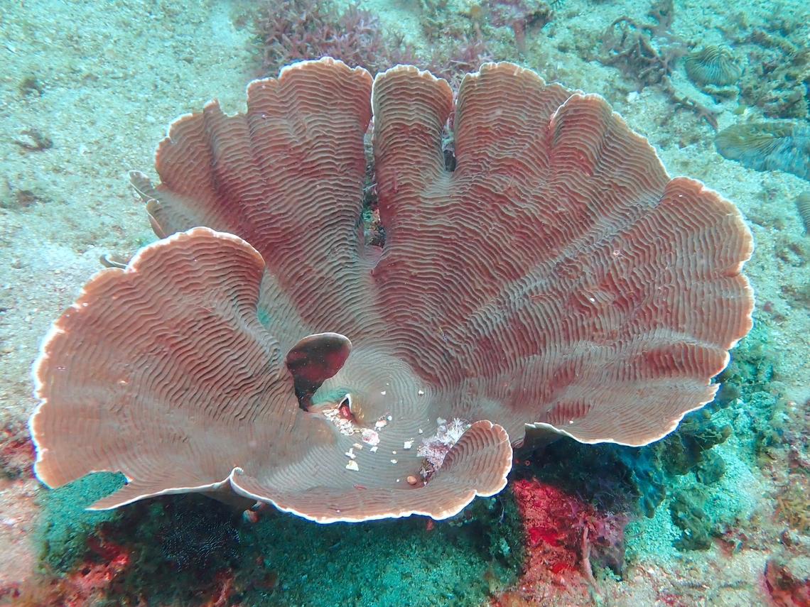 Stony Corals - Pachyseris foliosa  Anilao,Batangas,Corals,Pachyseris foliosa,Philippines,Stony Corals