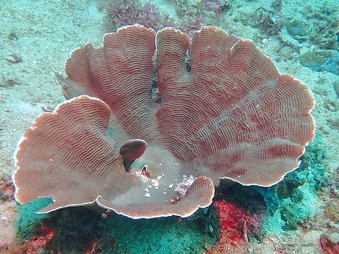 Stony Corals - Pachyseris foliosa  Anilao,Batangas,Corals,Pachyseris foliosa,Philippines,Stony Corals