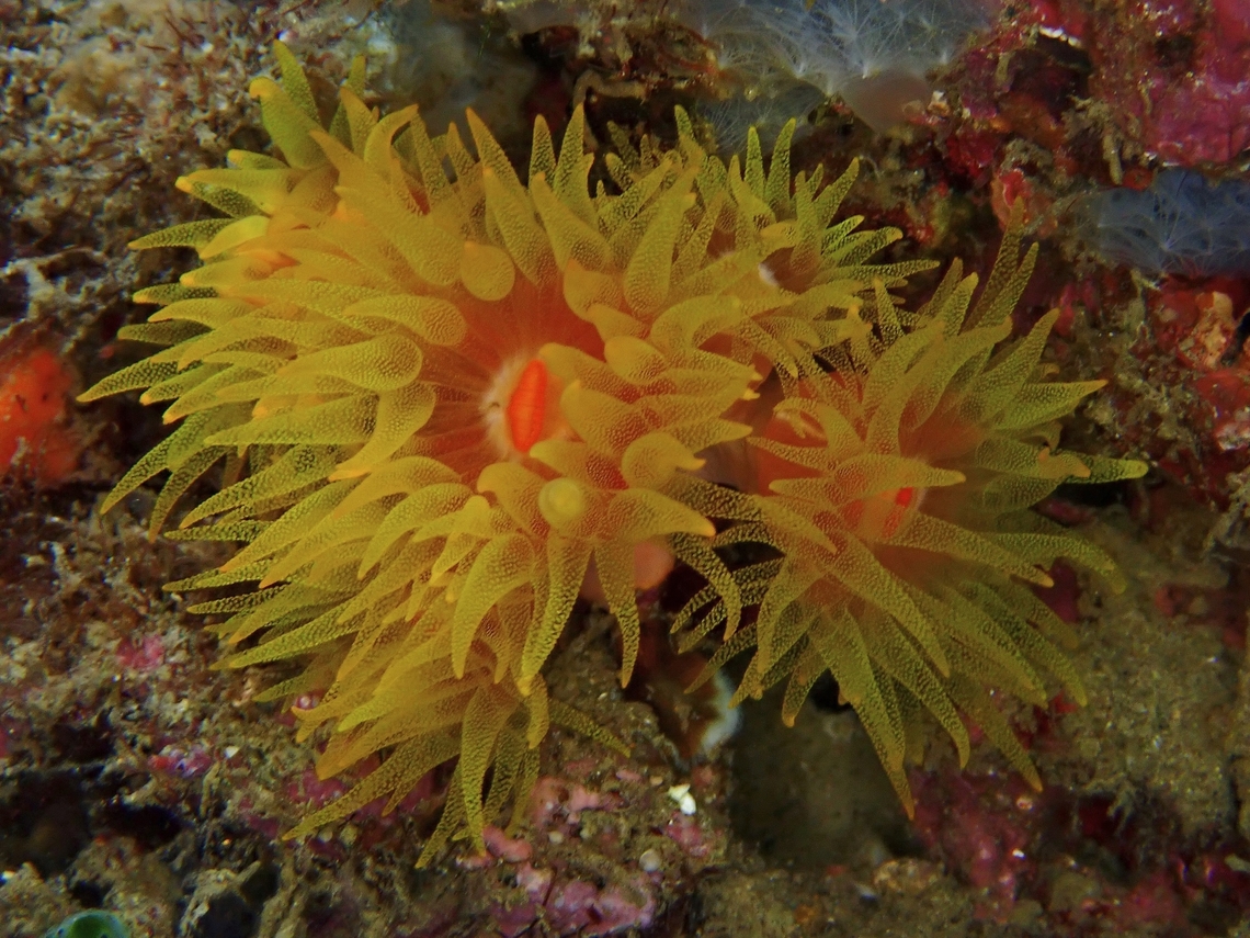 Stony Coral - Cladopsammia gracilis At a glance, I often confused this one with Orange Cup Coals - Tubastraea coccinea, was told the white around the mouth helps to distinguish it.  Both species are very common in the same locality. Anilao,Batangas,Cladopsammia gracilis,Corals,Philippines,Stony Corals