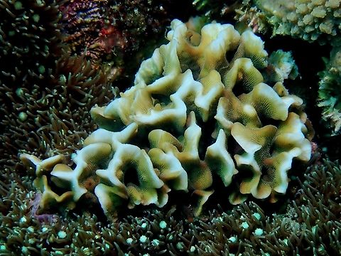 Stony Corals - Pavona frondifera  Anilao,Batangas,Corals,Pavona frondifera,Philippines,Stony Corals