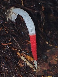 Stinkhorns - Mutinus bambusinus  Fungi,Malaysia,Mutinus bambusinus,Penang,Stinkhorns