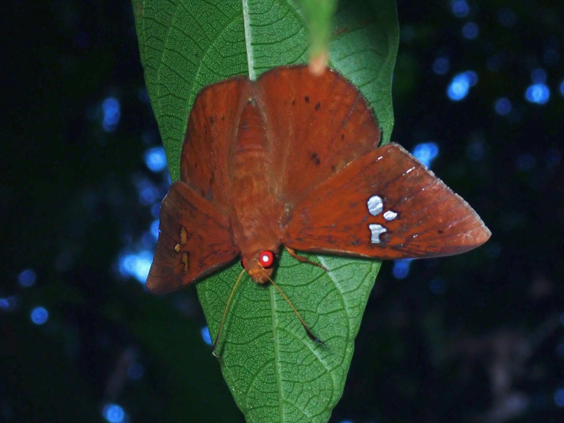 Fulvous Dawnfly - Capila phanaeus  Butterfly,Capila phanaeus,Fulvous Dawnfly,Malaysia,Penang