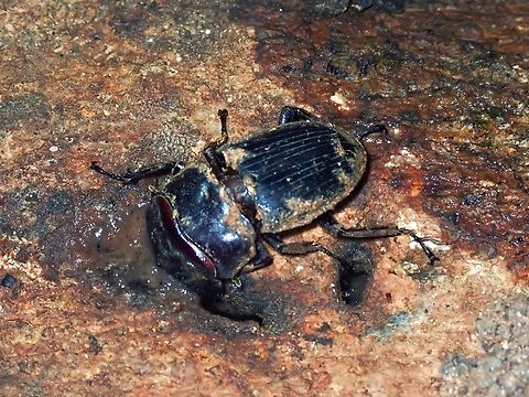 Stag Beetle - Aegus parallelus  Aegus parallelus,Beetle,Malaysia,Penang,Stag Beetle