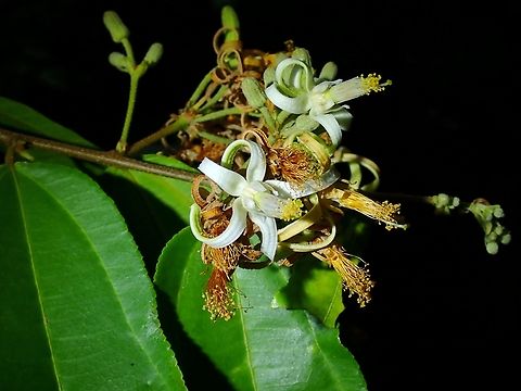 Flowers - Grewia laevigata  Flowers,Grewia laevigata,Malaysia,Penang