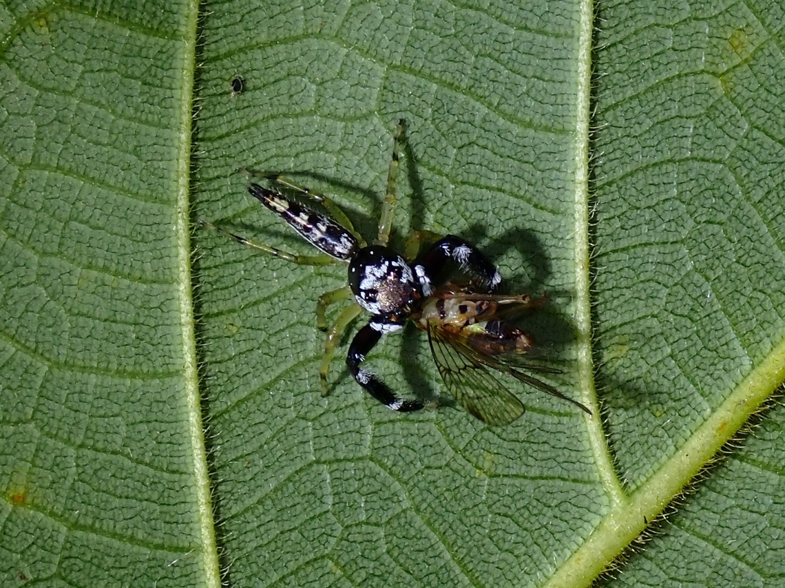 Jumping Spider - Bavia capistrata  Bavia capistrata,Jumping Spider,Malaysia,Penang,Spider