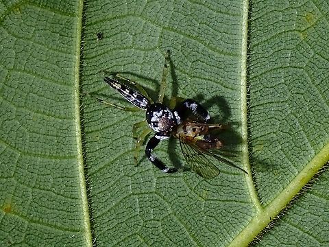 Jumping Spider - Bavia capistrata  Bavia capistrata,Jumping Spider,Malaysia,Penang,Spider