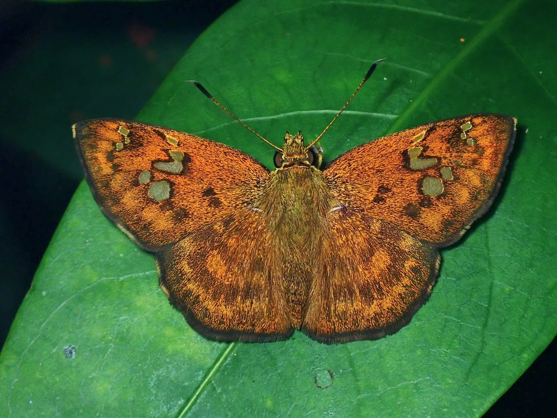 Skipper - Pseudocoladenia eacus dhyana Updated ID Pseudocoladenia eacus dhyana, previously wrongly ID as Pseudocoladenia dan. Butterfly,Malaysia,Penang,Pseudocoladenia eacus dhyana,Skipper Butterfly