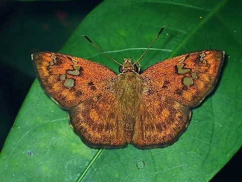 Skipper - Pseudocoladenia eacus dhyana Updated ID Pseudocoladenia eacus dhyana, previously wrongly ID as Pseudocoladenia dan. Butterfly,Malaysia,Penang,Pseudocoladenia eacus dhyana,Skipper Butterfly