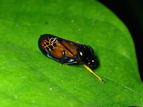 Froghopper - Leptataspis ophir  Froghopper,Hopper,Leptataspis ophir,Malaysia,Penang