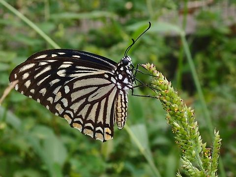 Common Mime Swallowtail Butterfly - Papilio clytia  Butterfly,Common Mime,Common Mime Swallowtail Butterfly,Malaysia,Papilio clytia,Penang,Swallowtail Butterfly