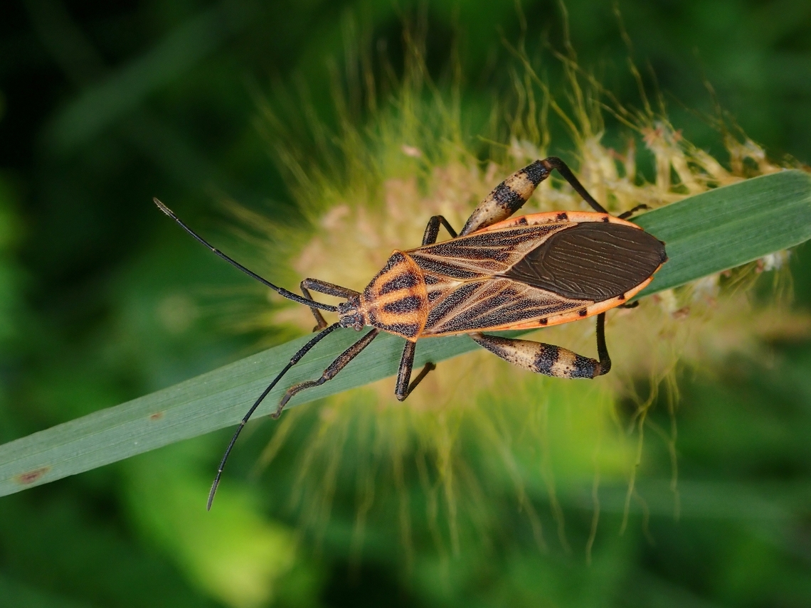 Sweet Potato Bug - Physomerus grossipes  Leaf-Footed Bug,Malaysia,Penang,Physomerus grossipes,Sweetpotato Bug